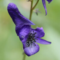 Columbian Monkshood