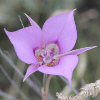 Sagebrush Mariposa Lily