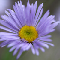 Showy Daisy