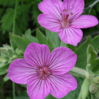 Sticky Geranium