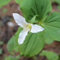 Western Trillium