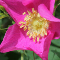 Wild Rose