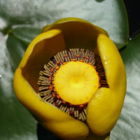 Yellow Waterlily