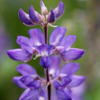 Lupine