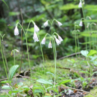 Twinflower