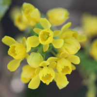 Oregon Grape