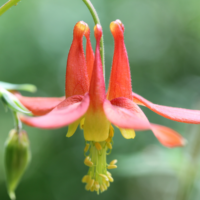 Red Columbine