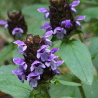 Self-heal