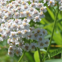 Yarrow