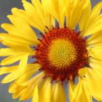 Blanket flower