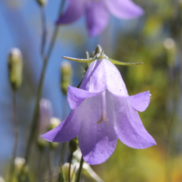 Common Harebell