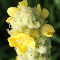 Mullein