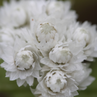 Pearly Everlasting