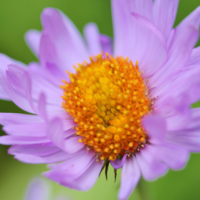 Subalpine Daisy