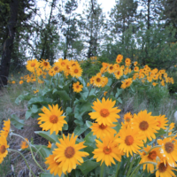 Balsamroot