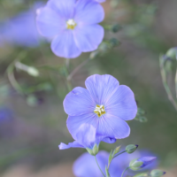 Blue Flax