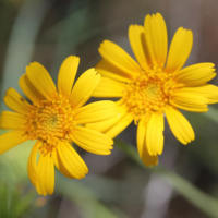 Mountain Arnica