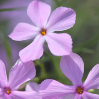 Phlox