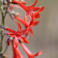 Scarlet Gilia