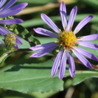 Showy Aster