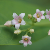 Spreading Dogbane