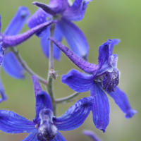 Larkspur