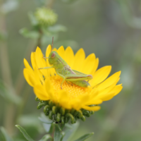 Gumweed