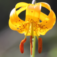 Tiger Lily