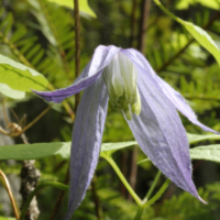 Blue Clematis