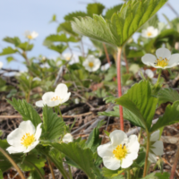 Wild strawberry