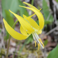 Yellow Glacier Lily